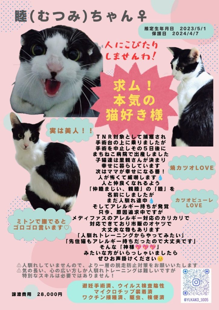 里親募集猫