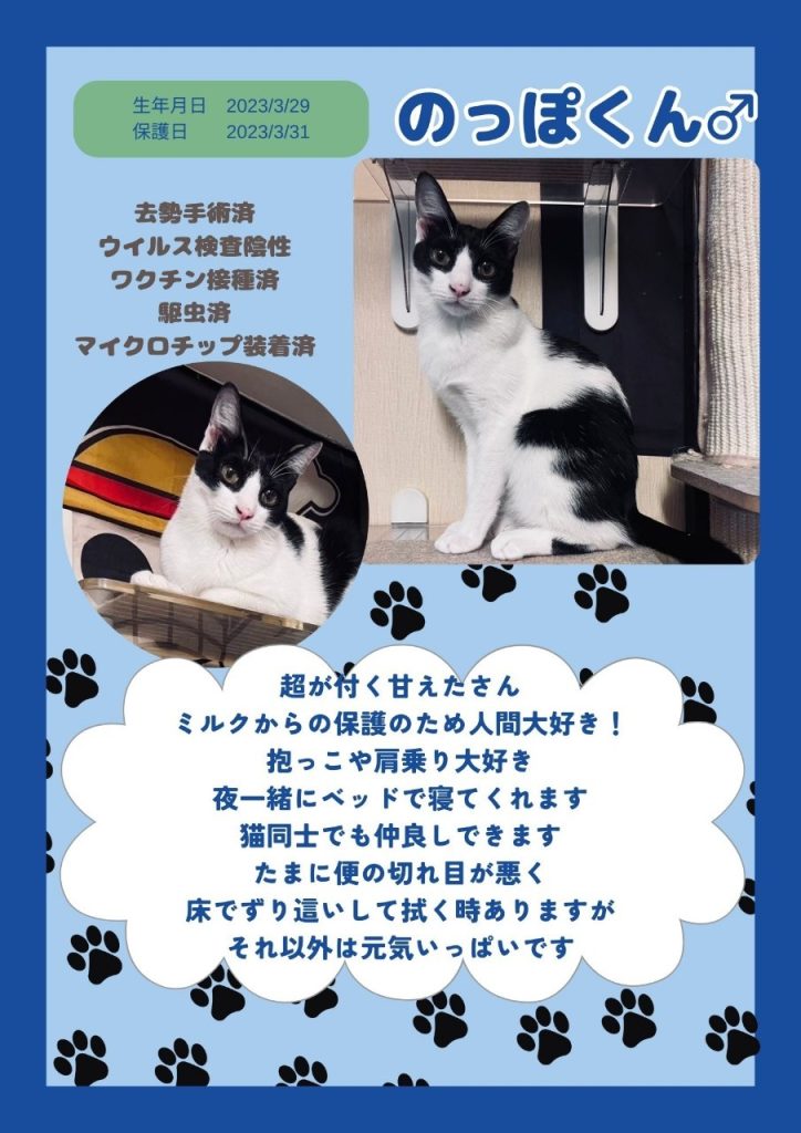 里親募集猫