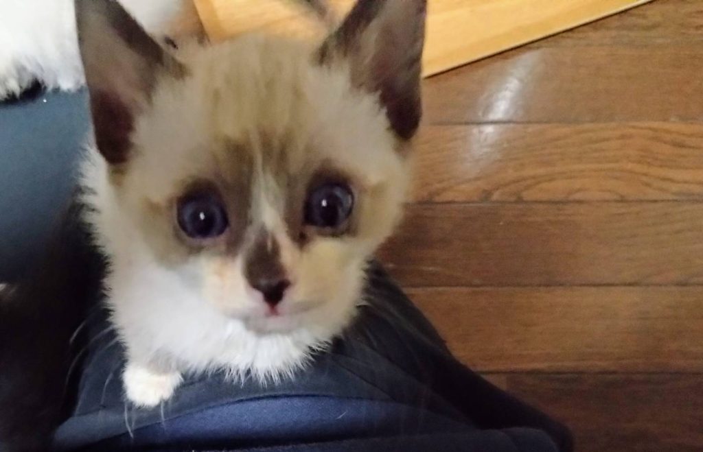 今年も子猫の季節がやってきました。完全予約制のちびずお見合い会開催のお知らせです