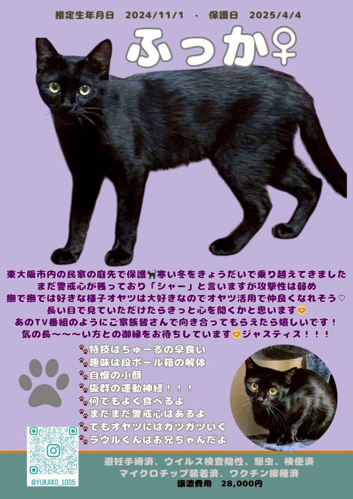 今年も子猫の季節がやってきました。完全予約制のちびずお見合い会開催のお知らせです