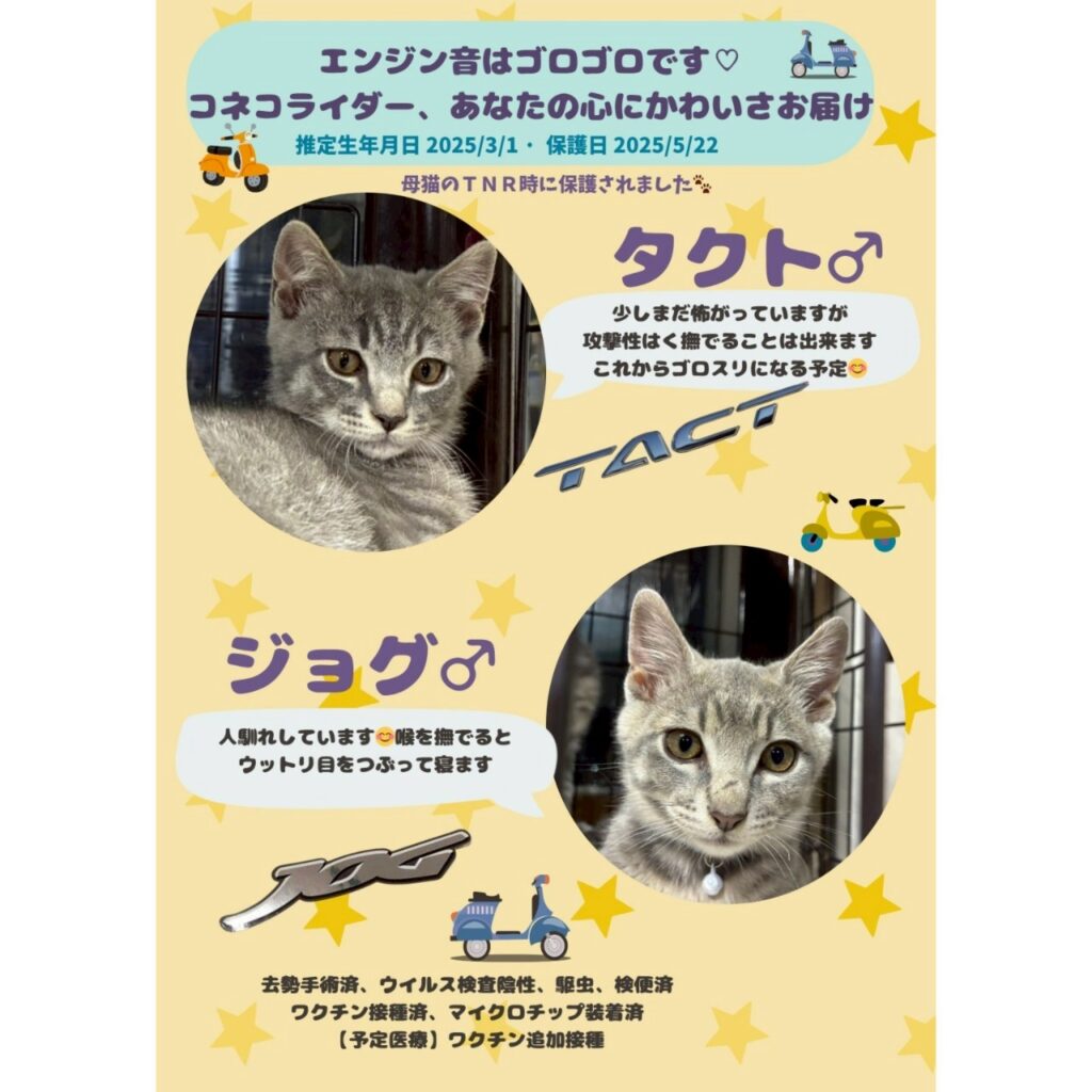 こねこ祭り　ちびずお見合い会参加猫