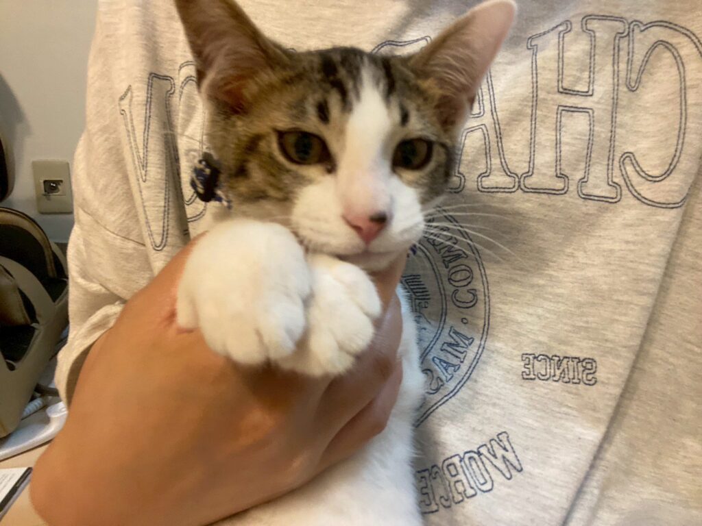 めかぶキジ白こねこ♂