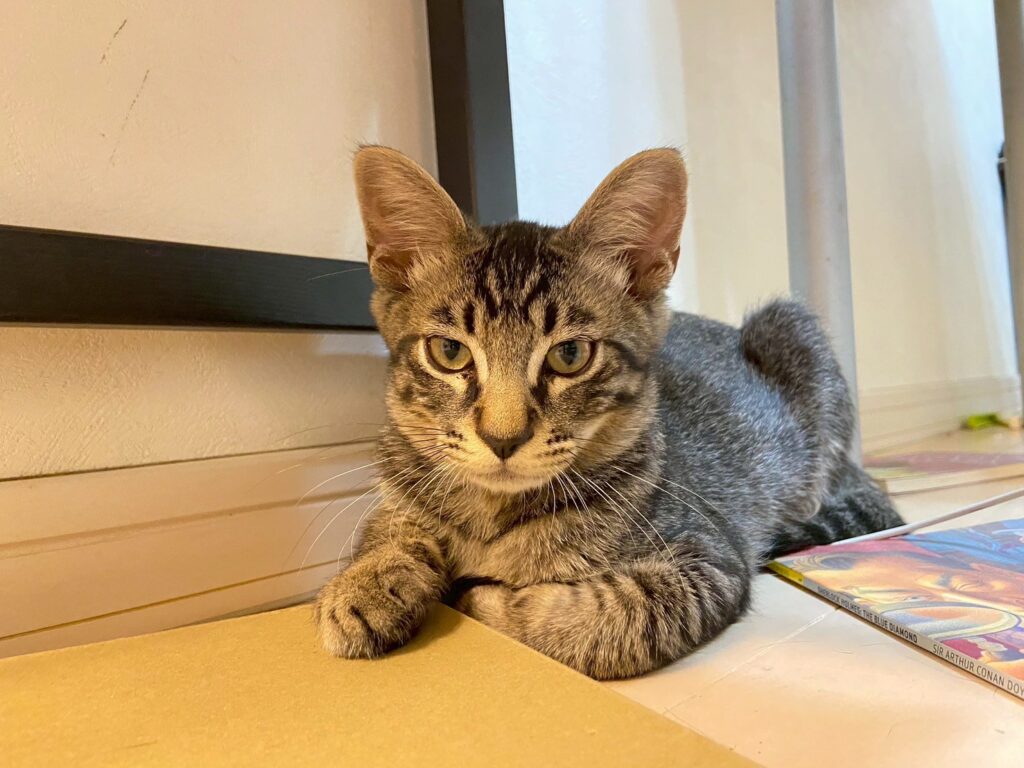もずくキジこねこ♂
