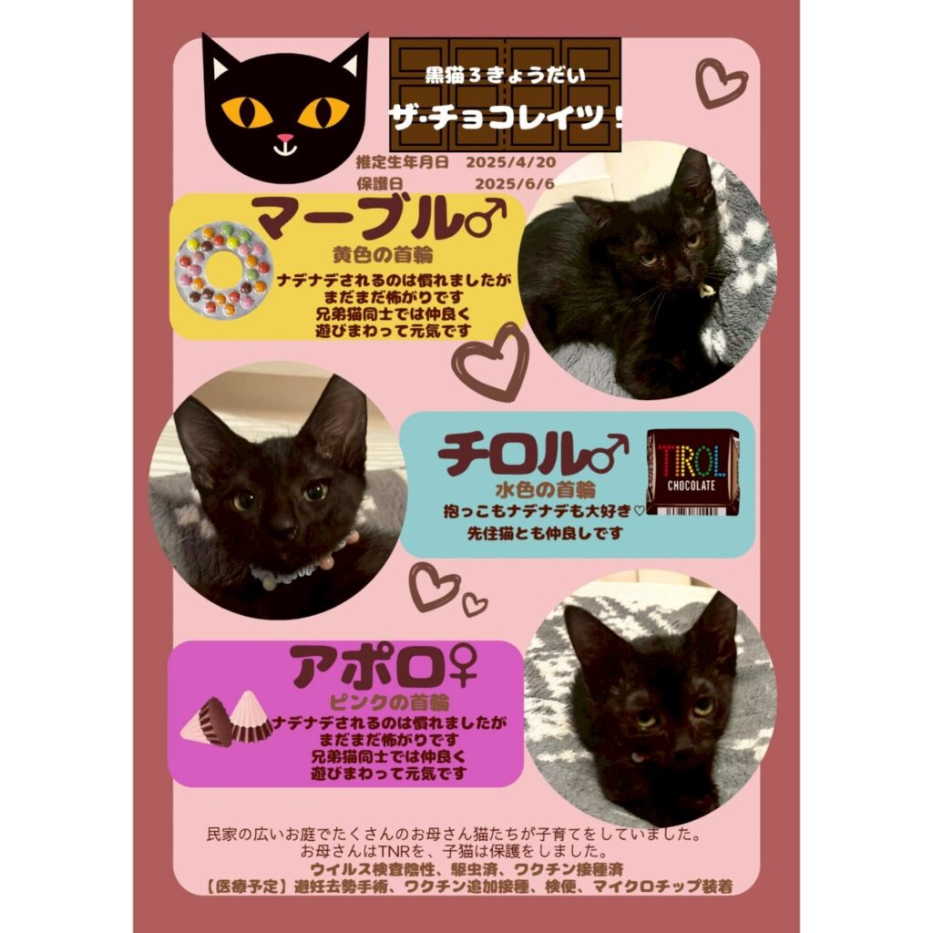 8/9(土）こねこ祭り　ちびずお見合い会参加猫