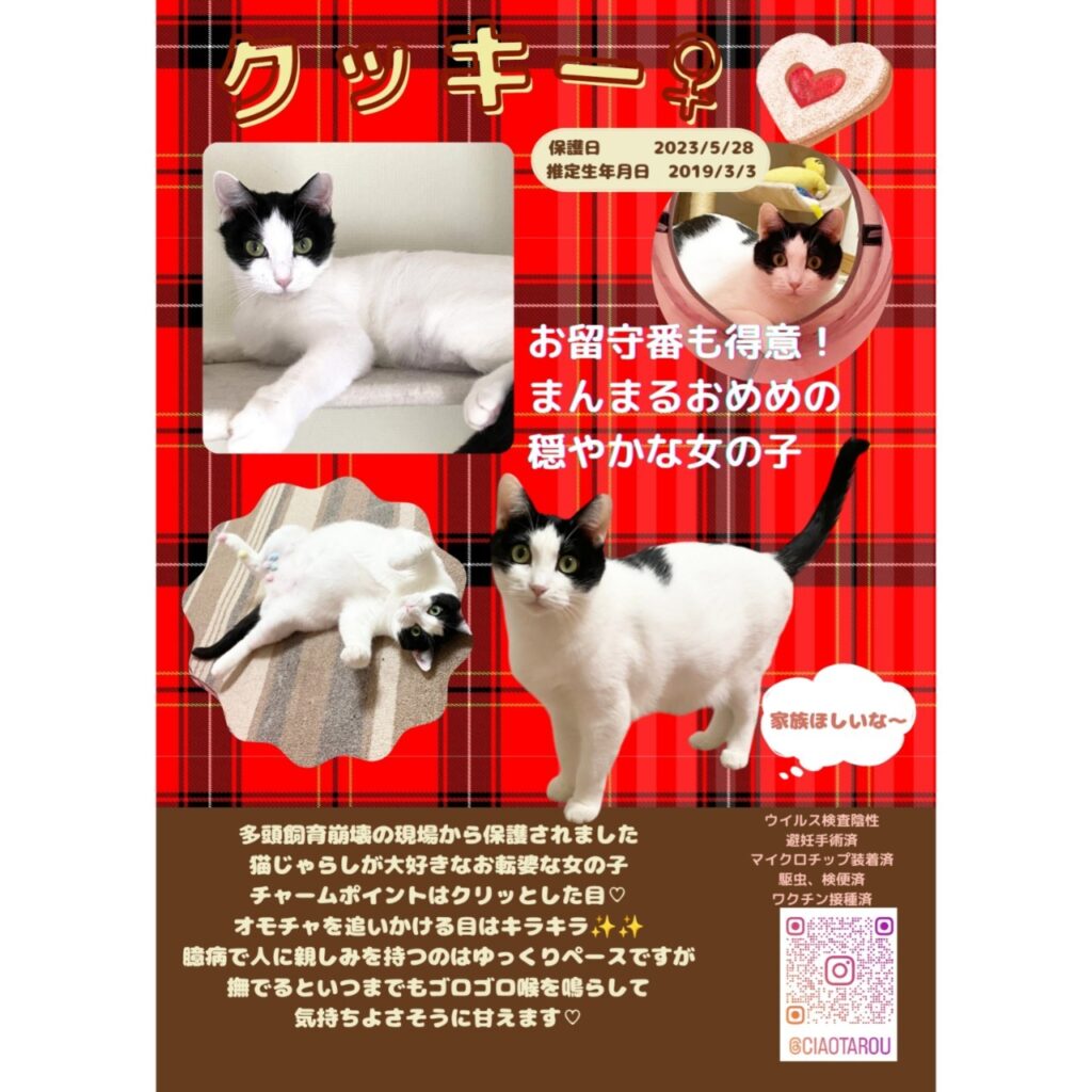 10/21（日）ドン・キホーテ譲渡会参加猫