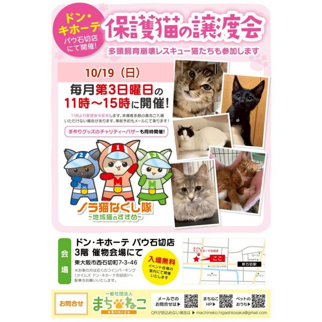 10/19（日）ドン・キホーテ譲渡会参加猫
