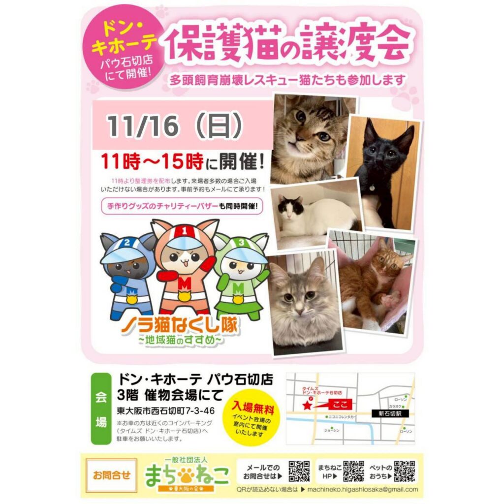 11/16（日）ドン・キホーテ譲渡会参加猫